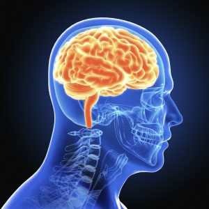 Brain_Medium